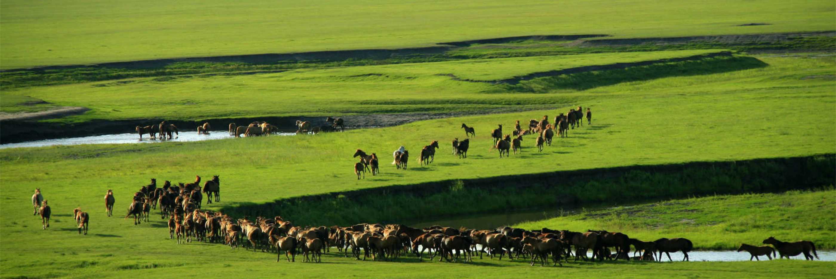 Xilamuren Grassland Tour