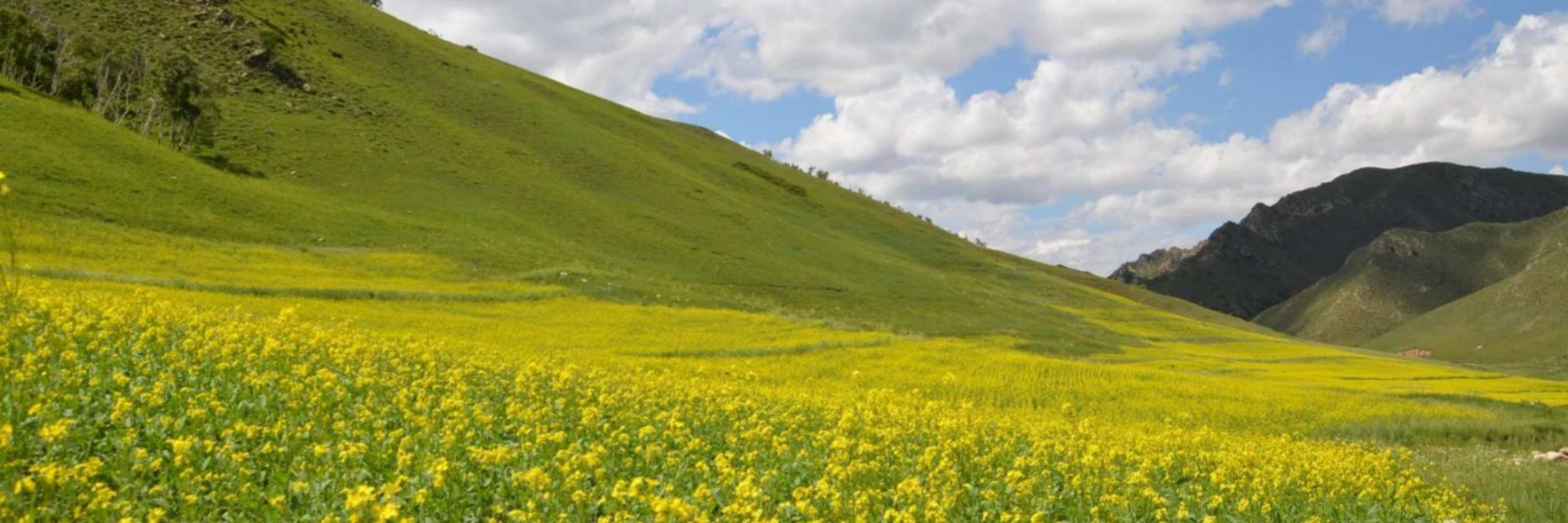 Yellow Flower Valley Tour