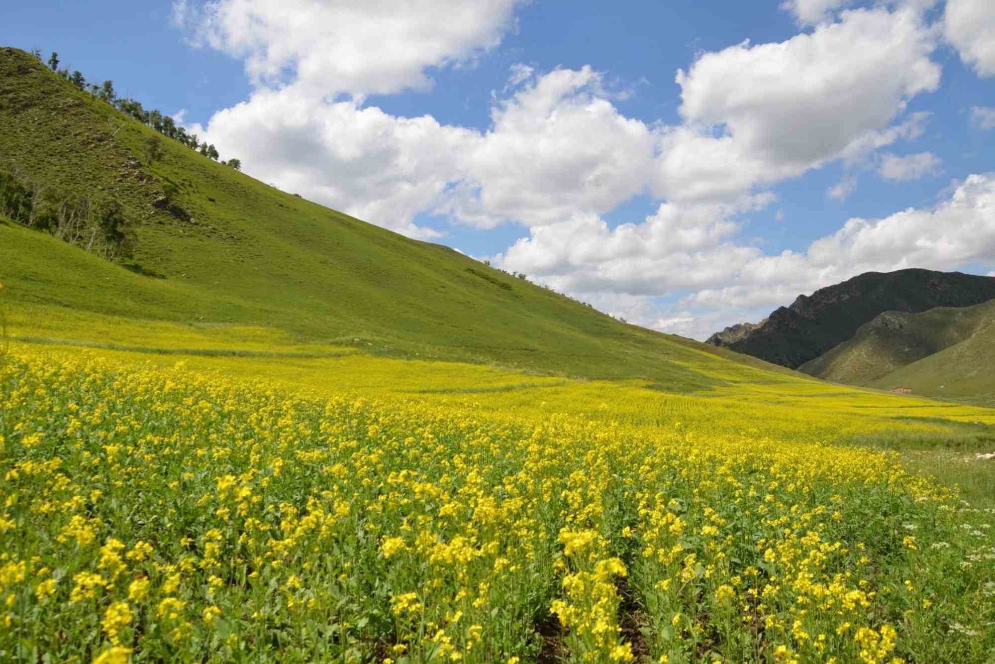 Yellow Flower Valley Trip