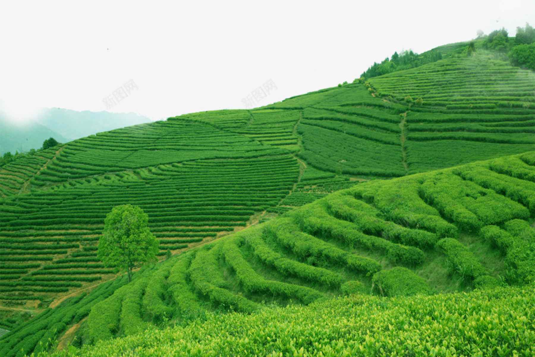3-Day Sichuan Private Tour to Dujiangyan Leshan Buddha Tea Plantation and Sichuan Cooking