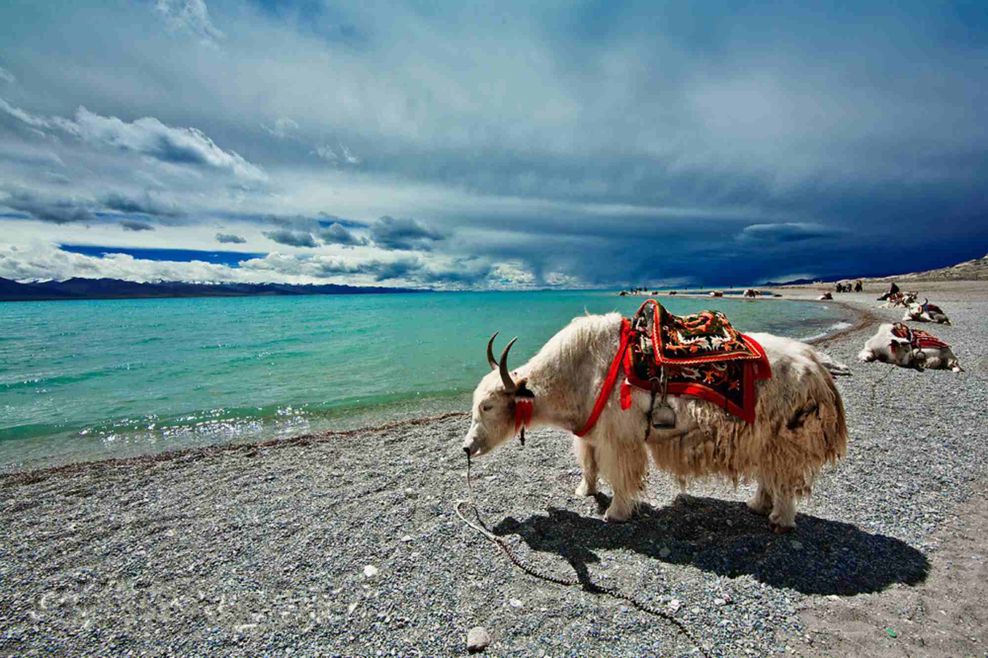 Tibet travel agency