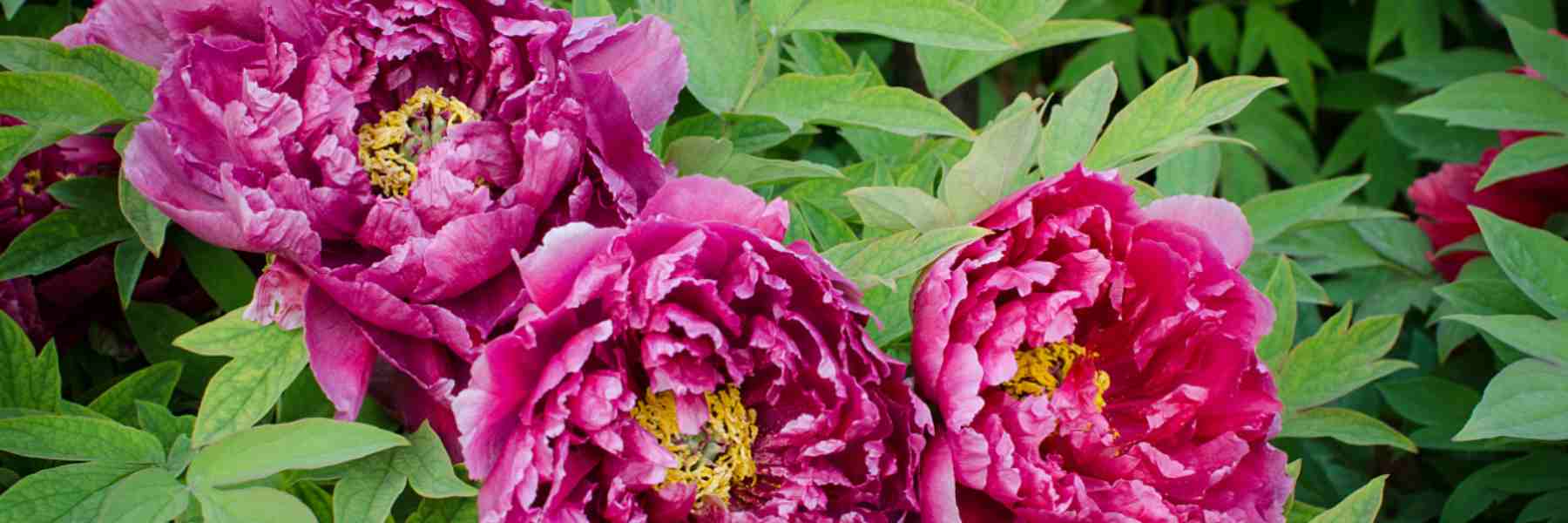 Peony Blossom Sightseeing