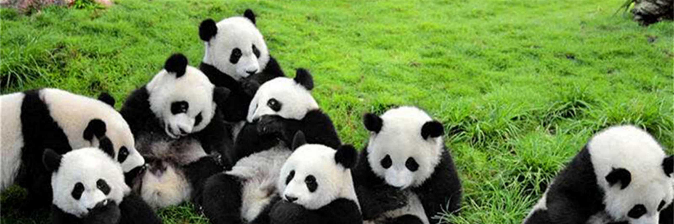 Chengdu Research Base of Giant Panda Breeding Tour