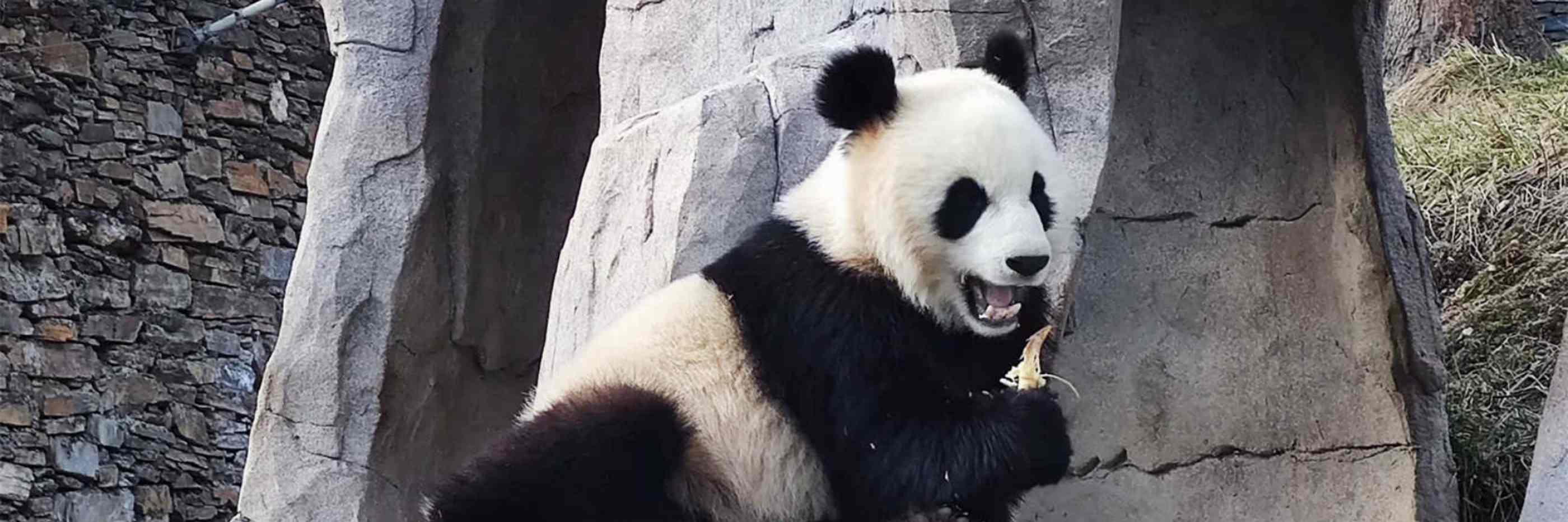 Chengdu Research Base of Giant Panda Breeding