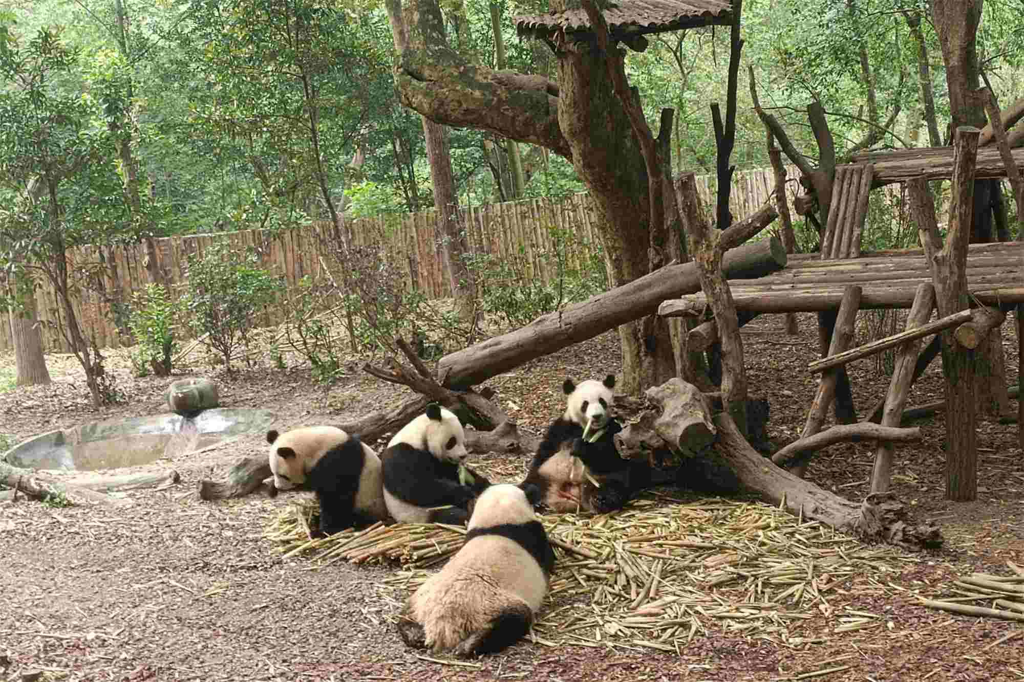 Research Base of Giant Panda Breeding Tour